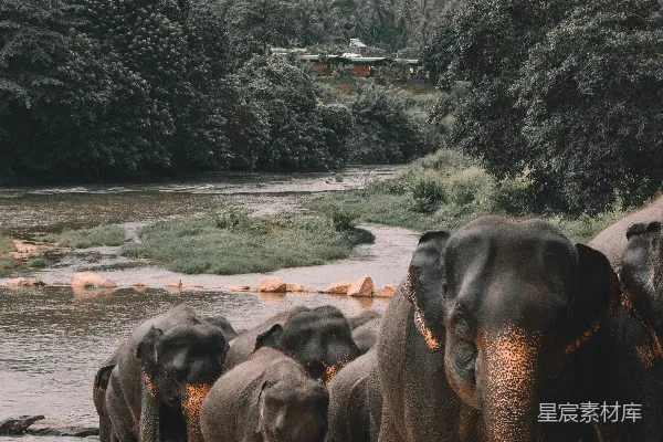 高清摄影 浅景深照片中的黑色大象