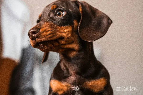 高清摄影 黑色和棕色的腊肠犬幼犬