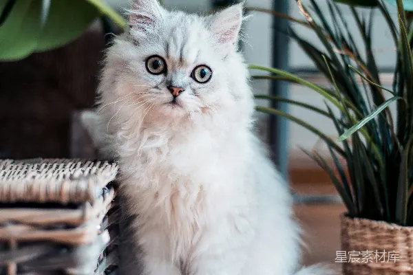 高清摄影 戴着白色毛衣的波斯猫坐在棕色木制表面上