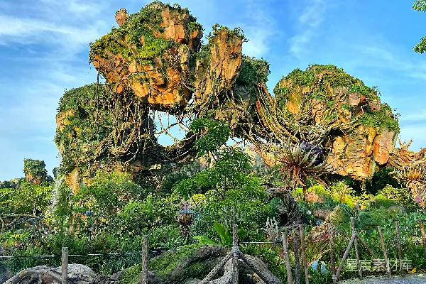 高清摄影 公园里有许多树的景象