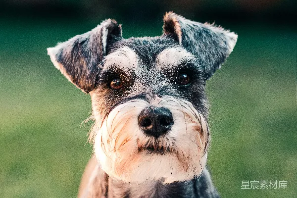 高清摄影 黑白相间的长毛小型犬