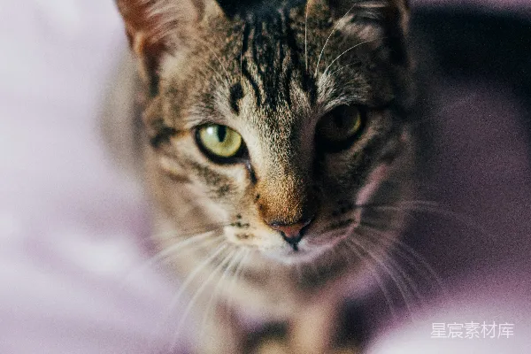 高清摄影 棕色虎斑猫