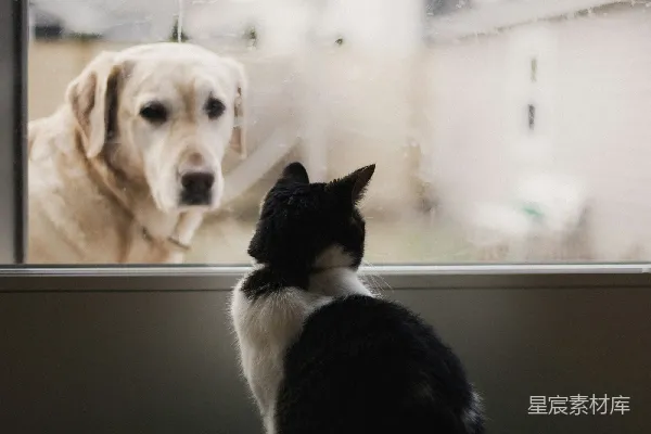 高清摄影 黑白色猫在窗边看着成年黄色拉布拉多猎犬