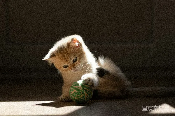 高清摄影 一只小猫在地板上玩玩具。