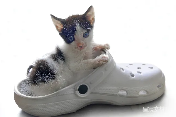 高清摄影 小猫站在白色的橡胶拖鞋上