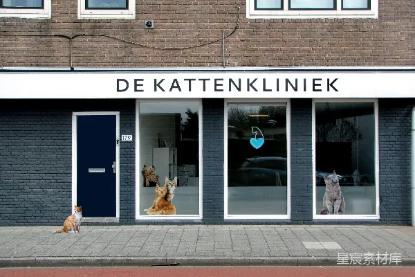 高清摄影 在日间，有一只橙白相间的猫咪在Kattenklniek商店旁边。