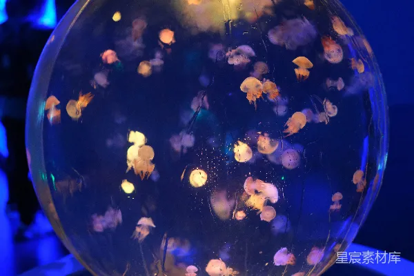 高清摄影 一组小花