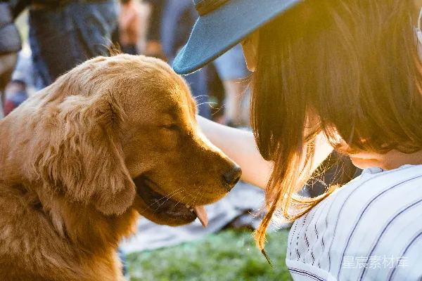 高清摄影 女性手持成年金毛猎犬的特写摄影