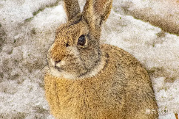 高清摄影 一只兔子坐在雪地里