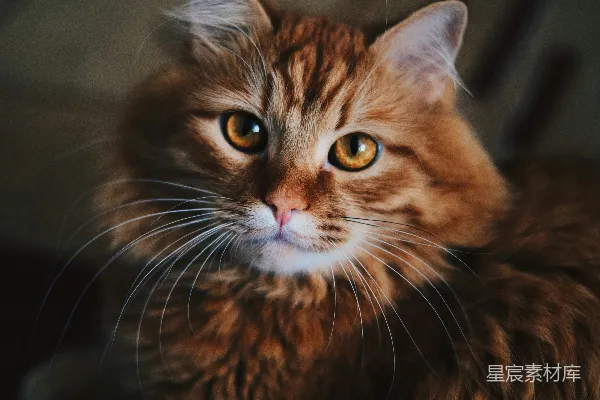 高清摄影 桌子上的一只猫的特写