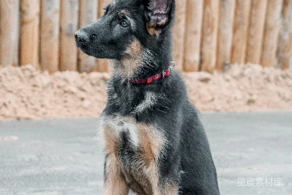高清摄影 白天，黑色和棕色的德国牧羊犬坐在灰色混凝土地板上。