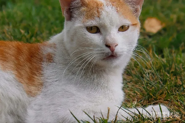 高清摄影 一只橙白相间的猫躺在草地上。