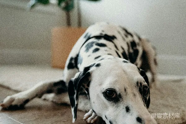 高清摄影 成年达尔马提亚犬躺在白色垫子上