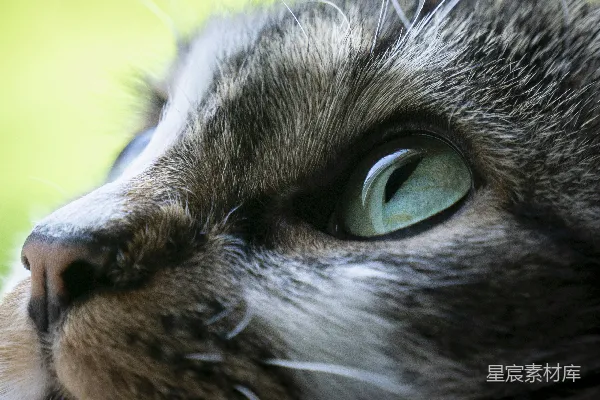 高清摄影 灰白相间的虎斑猫