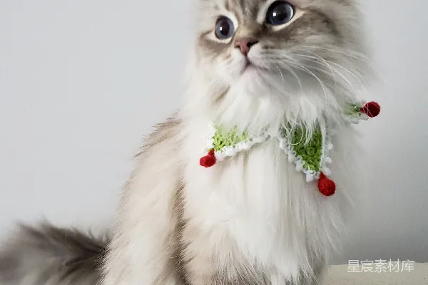 高清摄影 白色和棕色长毛猫，头上有一朵绿红玫瑰。