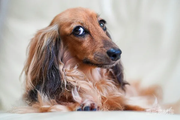 高清摄影 棕色和黑色长毛腊肠犬