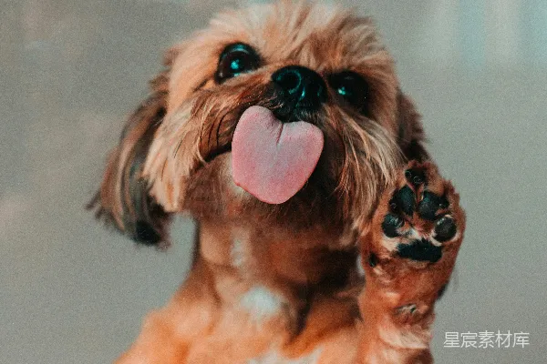 高清摄影 棕色和白色的小吉娃娃幼犬
