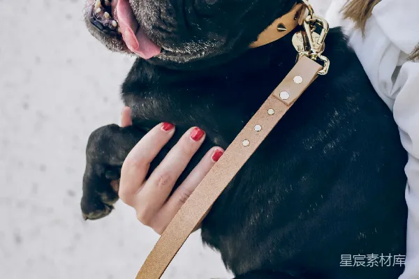 高清摄影 抱着黑色法国斗牛犬的女人