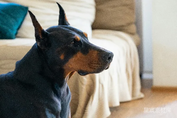 高清摄影 成年黑棕相间的杜宾犬在房间里