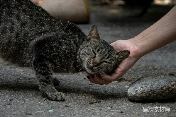 高清摄影 一只手在抚摸一只猫