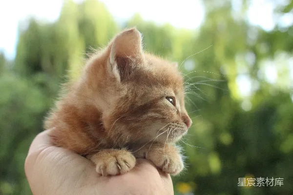 高清摄影 橙色虎斑小猫