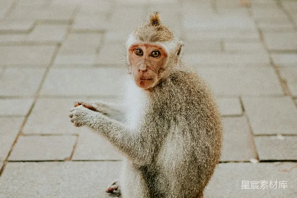 高清摄影 一只小猴子坐在砖砌的人行道上