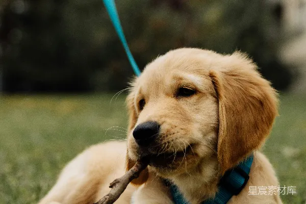 高清摄影 金毛猎犬幼犬正在户外咬一根棍子。