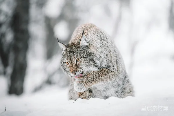 高清摄影 棕色和黑色的猫在积雪覆盖的地面上