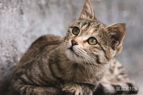 高清摄影 棕色虎斑猫在积雪覆盖的地面上。