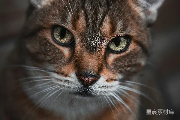 高清摄影 在特写摄影中，一只棕色虎斑猫