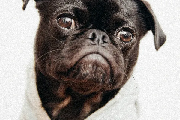 高清摄影 黑哈巴狗的特写照片