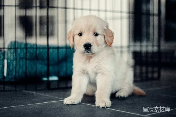 高清摄影 黑地板上的黄色拉布拉多幼犬