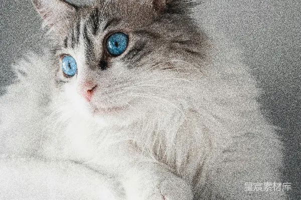 高清摄影 白棕色长毛猫