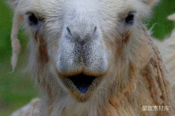 高清摄影 一只羊驼正在镜头前的特写镜头。