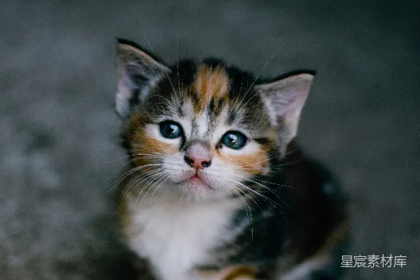 高清摄影 棕色、白色和黑色的猫