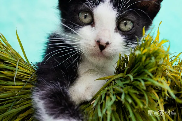 高清摄影 穿燕尾服的猫在绿色植物上