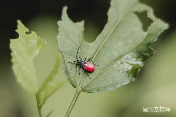 高清摄影 红黑甲虫