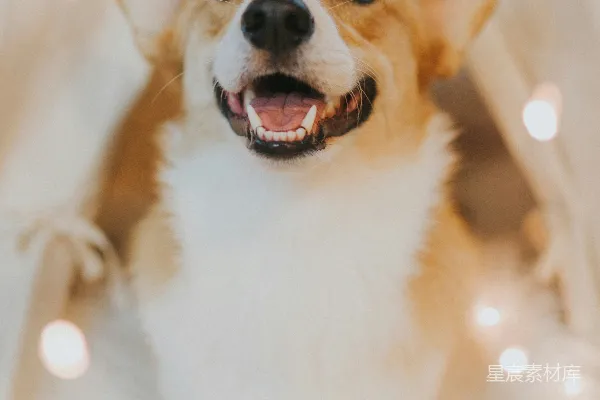 高清摄影 成年白色和棕色的小狗