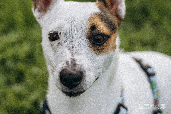 高清摄影 一只小白棕相间的狗躺在郁郁葱葱的绿色田野上。