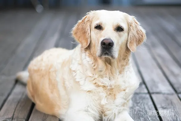 高清摄影 迷恋拉布拉多犬