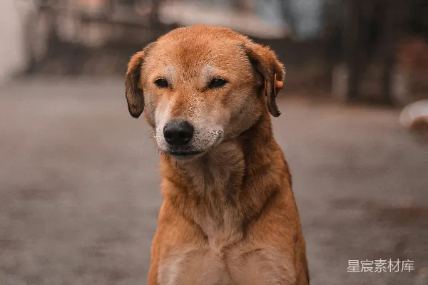 高清摄影 一只棕色的狗坐在泥土路上。