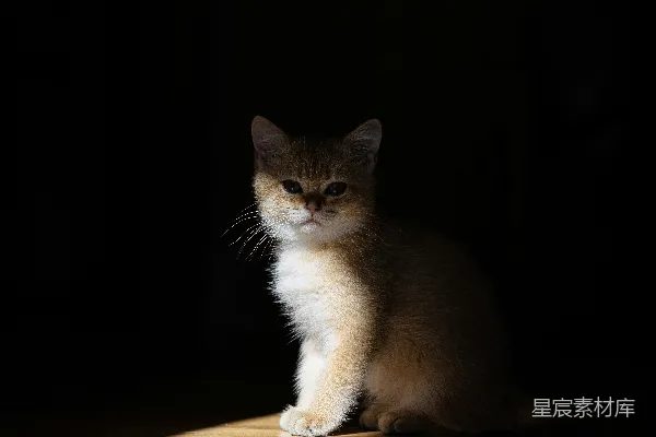 高清摄影 一只猫在黑暗的地板上坐着。