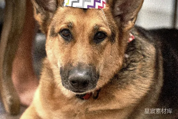 高清摄影 棕色和黑色的德国牧羊犬幼犬
