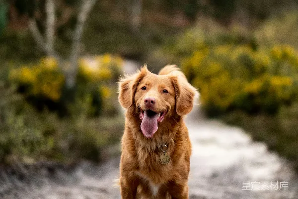高清摄影 金毛寻回犬走在土路上