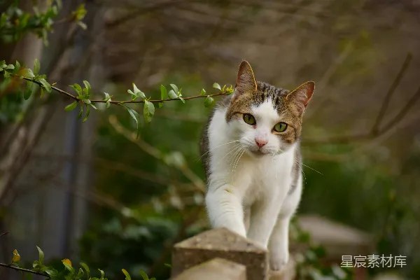 高清摄影 白棕相间的猫在棕色木栅栏上