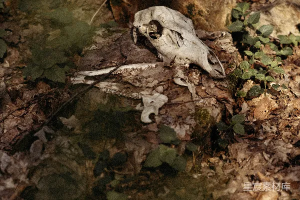 高清摄影 在地上躺着的死动物