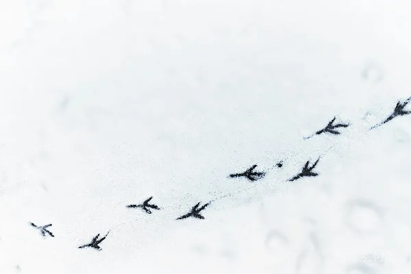 高清摄影 一群鸟儿在覆盖着积雪的地面上飞翔