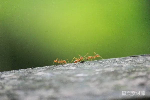 高清摄影 白天拍摄的红色蚂蚁在灰色混凝土表面的特写照片