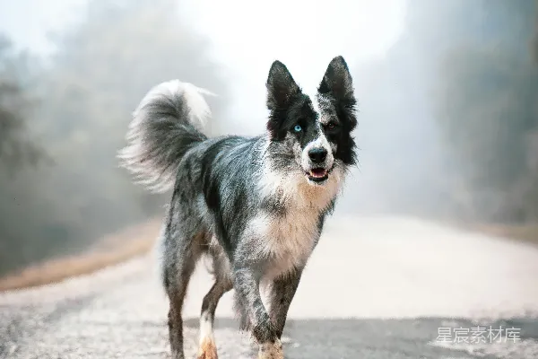 高清摄影 白天，一条黑白相间的边境牧羊犬在路上奔跑。