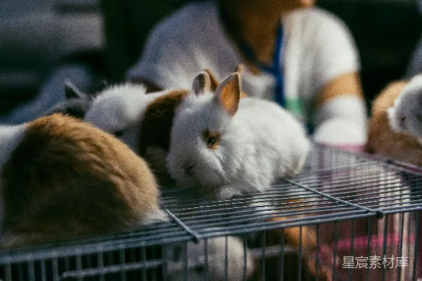 高清摄影 一群猫坐在笼子里。
